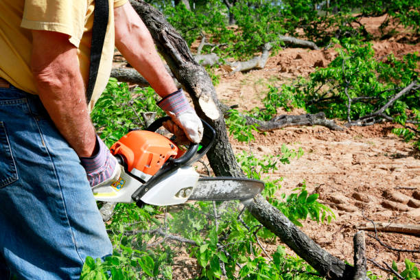 Tree Branch Trimming in Onawa, IA